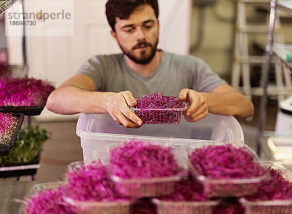 Mann im Rollstuhl portioniert frische Microgreens auf einem städtischen Bauernhof; Edmonton  Alberta  Kanada