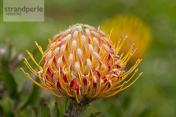 Nahaufnahme einer gelben und roten Nadelkissen-Protea (Leucospermum  Proteaceae); Upcountry Maui  Maui  Hawaii  Vereinigte Staaten von Amerika