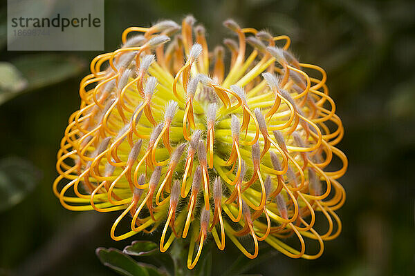 Nahaufnahme eines gelben  Leucospermum  Proteaceae  allgemein bekannt als Pincushion Protea  gefunden im Hochland von Maui; Upcountry Maui  Maui  Hawaii  Vereinigte Staaten von Amerika