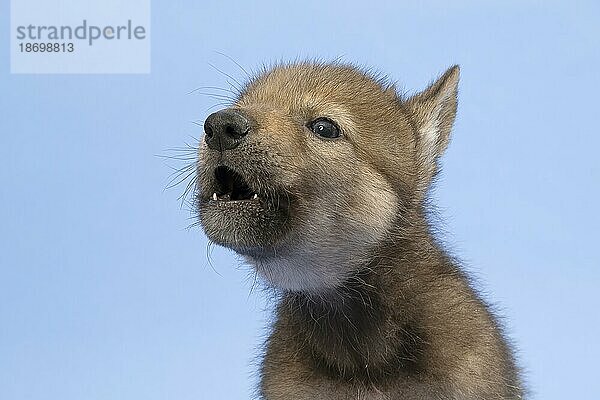 Eurasischer Wolf (Canis lupus lupus)  Welpe  Jungtier  juvenil  captive  3.5 Wochen  heult  Tierportrait  Studioaufnahme  Hintergrund blau