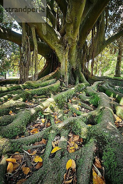 Exotischer Baum Großblättrige Feige (Ficus macrophylla) Feigenbaumstamm und Stützwurzeln aus der Nähe