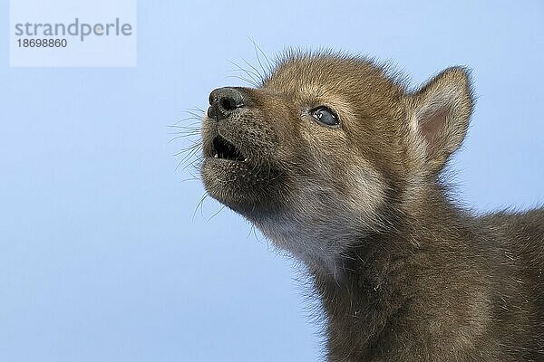 Eurasischer Wolf (Canis lupus lupus)  Welpe  Jungtier  juvenil  captive  3.5 Wochen  Tierportrait  heult  Studioaufnahme  Hintergrund blau