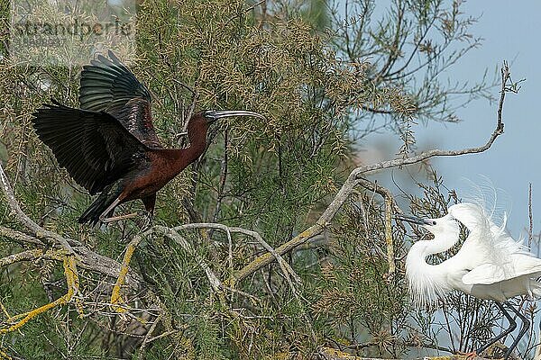 Glossy Ibis (Plegadis falcinellus) und kleine Egret (Egretta garzetta) argumentieren im Frühjahr in einer Nistkolonie. Saintes Maries de la Mer  Parc naturel regional de Camargue  Arles  Bouches du Rhone  Provence Alpes Cote d'Azur  Frankreich  Europa