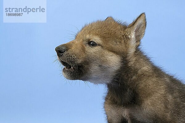 Eurasischer Wolf (Canis lupus lupus)  Welpe  Jungtier  juvenil  captive  3.5 Wochen  heult  Tierportrait  Studioaufnahme  Hintergrund blau