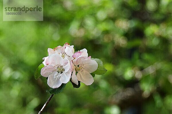 Apfelblüten (Malus)  mit Bokeh im Hintergrund  Wilden  Nordrhein. Westfalen  Deutschland  Europa