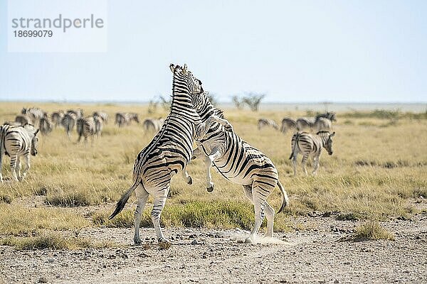 2 Zebras (Equus quagga burchellii) kämpfen im afrikanischen Wüstengrasland. Hinter den 2 Tieren befindet sich die Zebraherde. Etosha Nationalpark  Namibia in Afrika