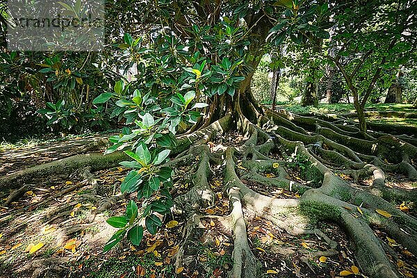 Exotischer Baum Großblättrige Feige (Ficus macrophylla) Feigenbaumstamm und Strebenwurzeln aus der Nähe. Tropischer botanischer Garten  Lissabon  Portugal  Europa