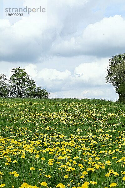 Frühlingswiese  gelb blühender Löwenzahn (Taraxacum officinale)  Wilnsdorf  Nordrhein-Westfalen  Deutschland  Europa