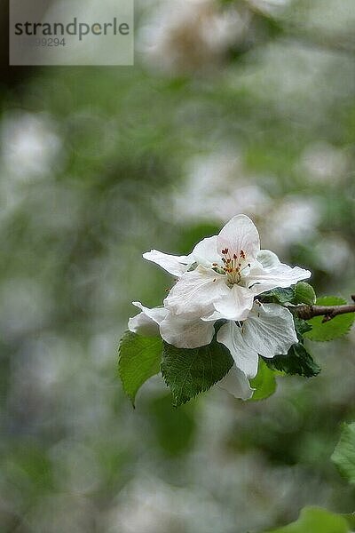 Apfelblüten (Malus)  mit Bokeh im Hintergrund  Wilden  Nordrhein. Westfalen  Deutschland  Europa