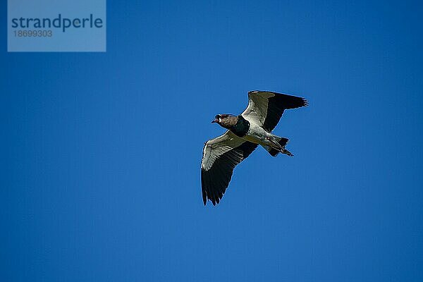 Einzelner Bronzekiebitz (Vanellus chilensis) im Flug  Provinz Entre Rios  Argentinien  Argentinien  Südamerika