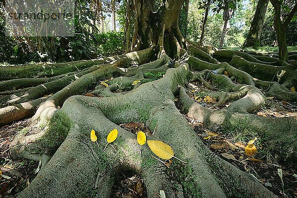 Exotischer Baum Großblättrige Feige (Ficus macrophylla) Feigenbaumstamm und Stützwurzeln aus der Nähe