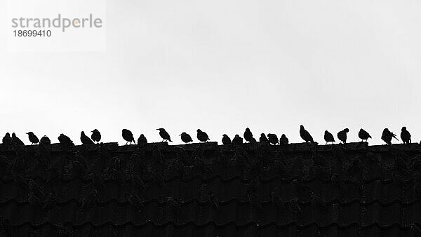 Ein Schwarm Stare (Sturnus vulgaris) auf einem Hausdach  Silhouetten  weißer Hintergrund  Schwarzweißaufnahme  Sylt  Deutschland  Europa