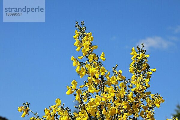 Ginster (Genista)  Zweige mit gelben Blüten vor blauem Himmel  Nordrhein-Westfalen  Deutschland  Europa