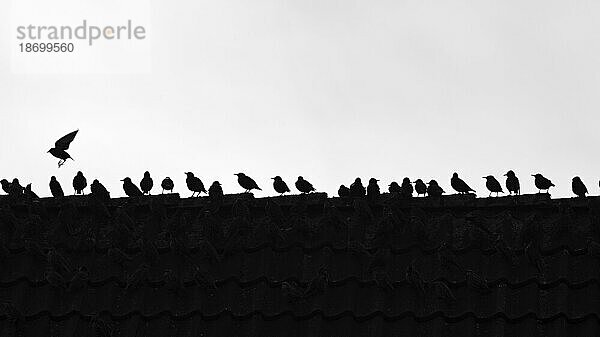 Ein Schwarm Stare (Sturnus vulgaris) auf einem Hausdach  Silhouetten  weißer Hintergrund  Schwarzweißaufnahme  Sylt  Deutschland  Europa