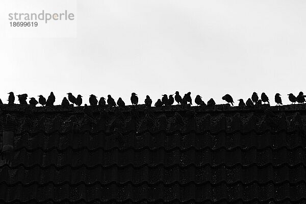 Ein Schwarm Stare (Sturnus vulgaris) auf einem Hausdach  Silhouetten  weißer Hintergrund  Schwarzweißaufnahme  Sylt  Deutschland  Europa