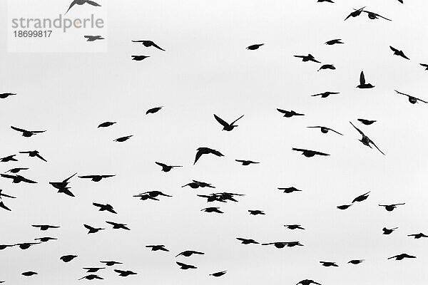 Ein Schwarm Stare (Sturnus vulgaris) fliegt am Himmel  weißer Hintergrund  Silhouetten  Schwarzweißaufnahme  formatfüllend  Sylt  Deutschland  Europa