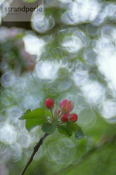 Apfelblüten (Malus)  mit Bokeh im Hintergrund  Wilden  Nordrhein. Westfalen  Deutschland  Europa