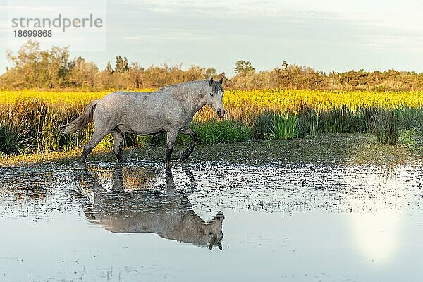 Camargue-Pferd füttert in einem Swamp voller gelber Schwertlilien... Saintes Maries de la Mer  Parc naturel regional de Camargue  Arles  Bouches du Rhone  Provence Alpes Cote d'Azur  Frankreich  Europa