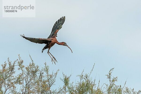 Glossy Ibis (Plegadis falcinellus) in einer Nistkolonie im Frühjahr. Saintes Maries de la Mer  Parc naturel regional de Camargue  Arles  Bouches du Rhone  Provence Alpes Cote d'Azur  Frankreich  Europa