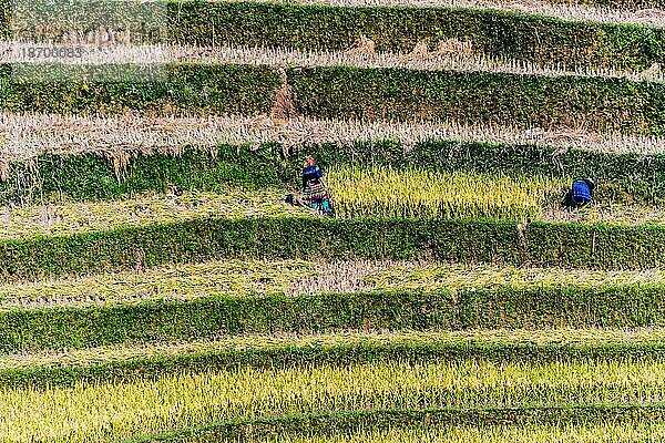 Selbstversorgende arbeitsintensive Landwirtschaft im Distrikt Mu Cang Chai  Provinz Yen Bai  Nordvietnam: Traditionelle nachhaltige Landwirtschaft