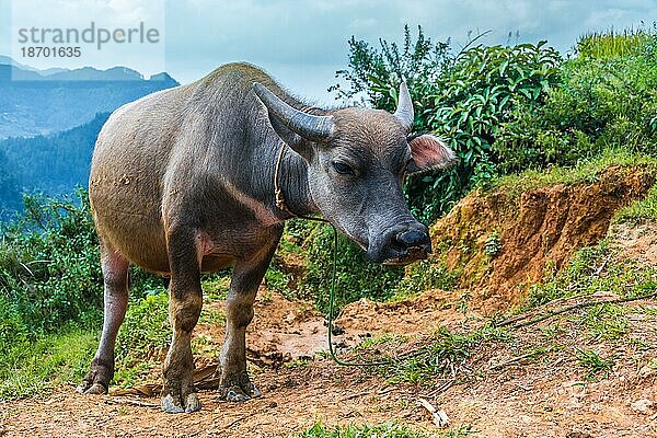 Vietnamesische Büffel grasen auf den Reishügeln des Bezirks Mu Cang Chai  Provinz Yen Bai  Nordvietnam