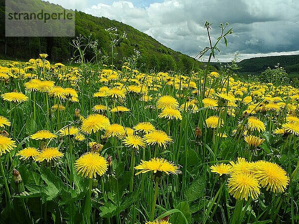 Wiese mit blühendem Löwenzahn