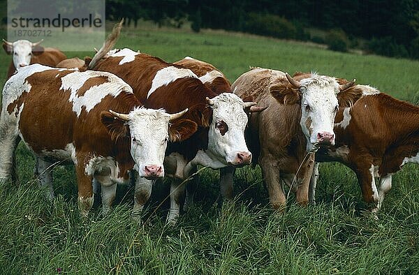 Kühe auf Weide deutschland