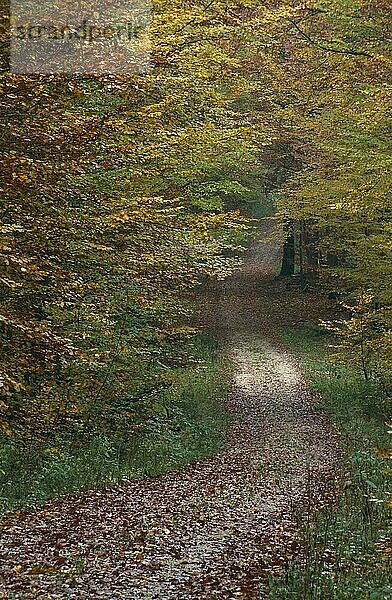 Waldweg im Herbst Germany  Deutschland  Europa
