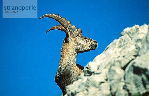 Alpensteinbock (Capra ibex)  vor blauem Himmel