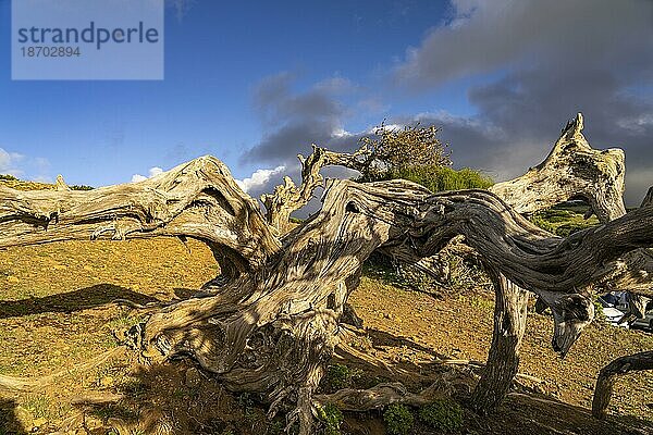 Vom Wind geformter Wacholderbaum Sabina bei El Sabinar  El Hierro  Kanarische Inseln  Spanien  Europa