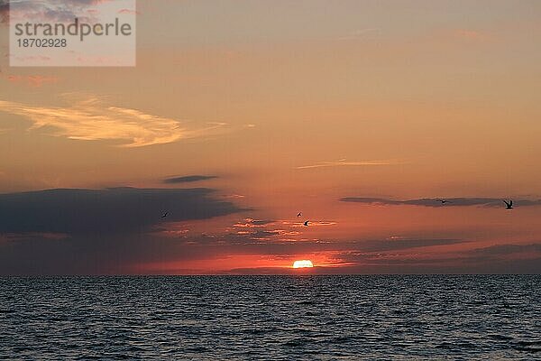 Sonnenuntergang  Nordsee  Niederlande  Europa