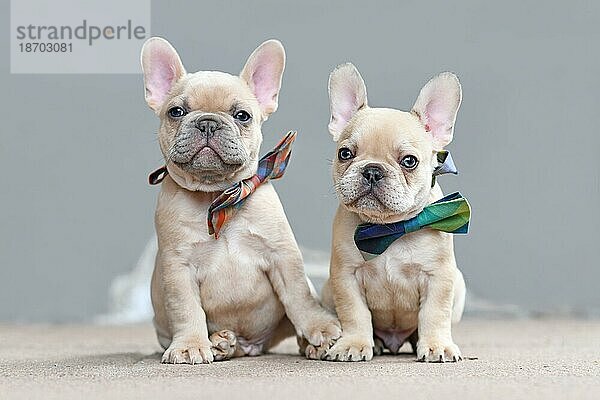 Zwei niedliche lilafarbene  fawnfarbene französische Bulldoggenwelpen tragen Schleifen  während sie scheinbar Händchen halten und zusammen vor einer grauen Wand sitzen