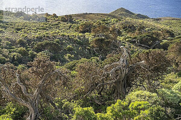 Vom Wind geformte Wacholderbäume Sabina bei El Sabinar  El Hierro  Kanarische Inseln  Spanien  Europa