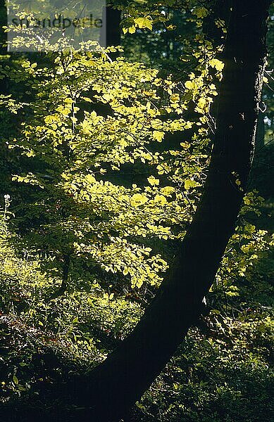Herbstlich gefärbte Blätter im Gegenlicht im Laubwald
