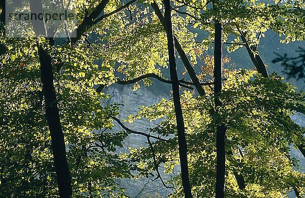 Herbstlich gefärbte Blätter im Gegenlicht im Laubwald  am Fusse des Bergrutsches  Schwäbische Alb