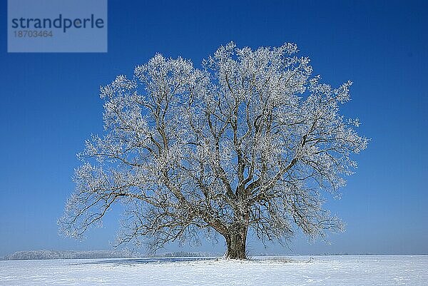 Winterlandschaft auf der Schwäbischen Alb auf dem Heufeld. Raureifbedeckte Linde vor blauem Himmel