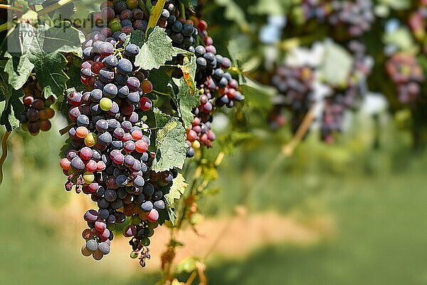 Traube von kleinen Rotweintrauben im Weinberg