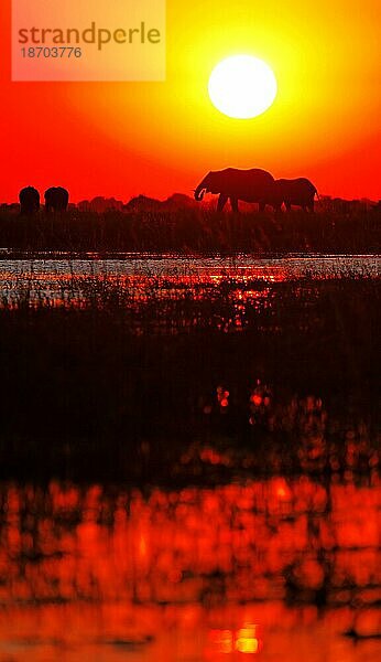 Elefanten im Sonnenuntergang am Chobe  Botswana  Elephants in the sunset at Chobe river  Botsuana  Afrika