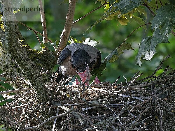 Nebelkrähen (Corvus cornix) beim Füttern der Jungtiere im Nest  Friedenau  Berlin  Deutschland  Europa