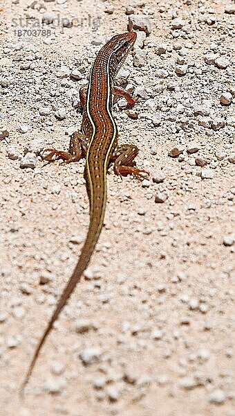 Echse im Etosha-Nationalpark  Namibia  lizard in Etosha National Park  Namibia  Afrika
