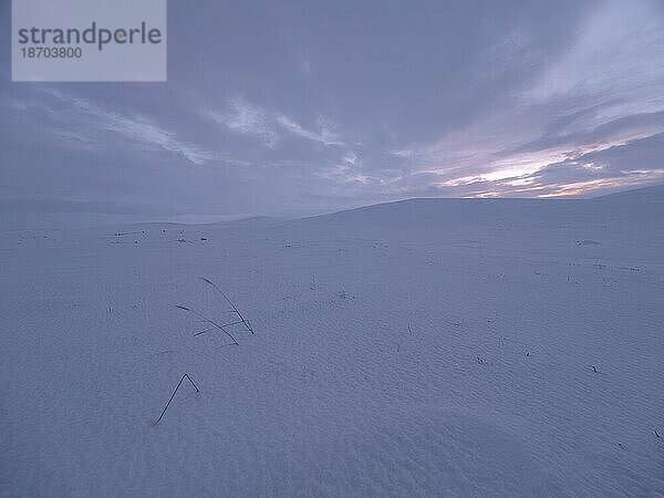 Arktische Tundra