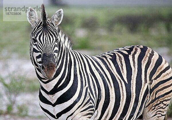 Zebra  Steppenzebra (Equus quagga)  Etosha  Namibia  Steppenzebra  Afrika