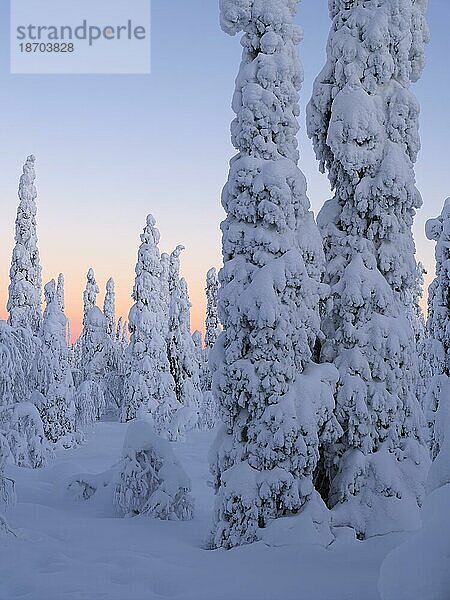 Morgendämmerung und schneebedeckte Bäume im Pyhä-Luosto Nationalpark  Lappland  Finnland  Europa