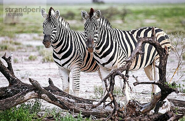 Zebras  Steppenzebras (Equus quagga)  Etosha  Namibia  Steppenzebras  Afrika