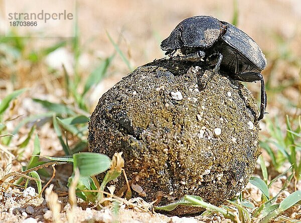 Pillendreher (Scarabaeus sacer) auf seiner Kugel  Etosha  Namibia  dung beetle  Etosha NP  Afrika