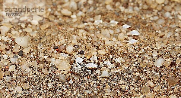 Im Sand versteckte Hornviper  Namib-W