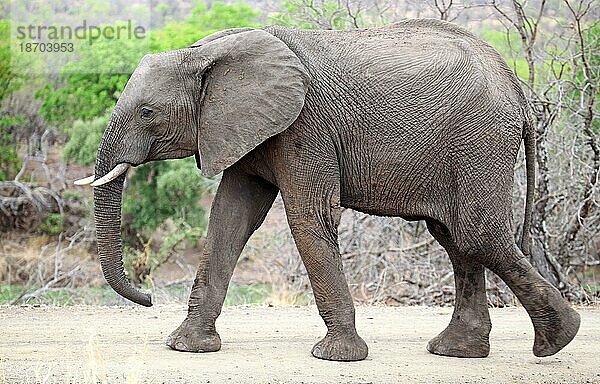 Der Elefant geht