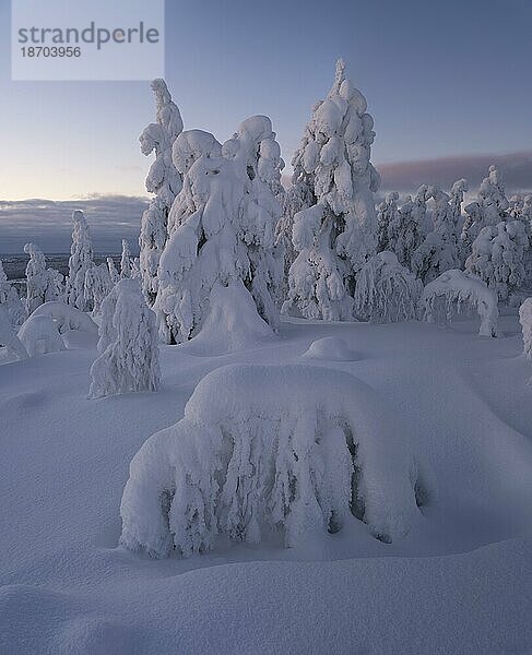 Morgendämmerung und schneebedeckte Bäume im Pyhä-Luosto Nationalpark  Lappland  Finnland  Europa