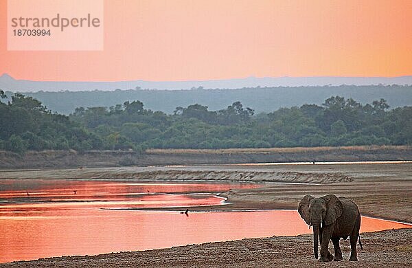Elefant im Sonnenuntergang am Luangwa  South Luangwa Nationalpark  Sambia  elephant at Sunset at Luangwa  Zambia  Afrika