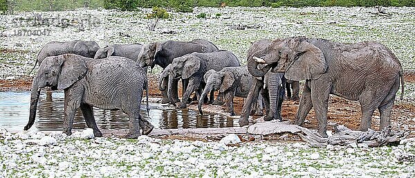 Elefanten  Etosha  Namibia  afrikanische Elefanten (Loxodonta africana)  Afrika
